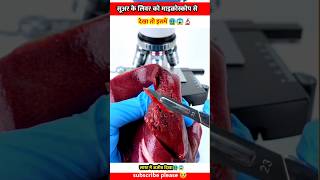 Pork liver सूअर का जिगर undar the microscope view facts shortvideo shorts short shortsvideo [upl. by Begga]