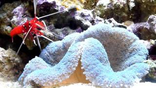 Blue Carpet Anemone Feeding [upl. by Ellenhoj]