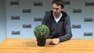 Artificial Box Ball Plant [upl. by Fiester]