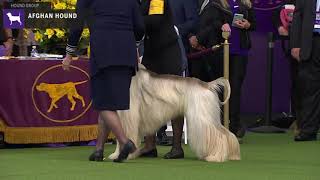 Afghan Hounds  Breed Judging 2020 [upl. by Giesecke]