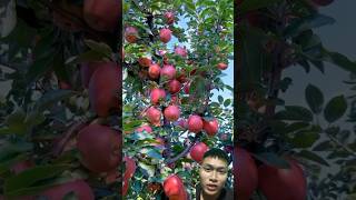 Harvesting apple trees with lots of fruit sonasmr [upl. by Linden680]