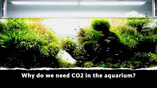 Why do we need CO2 in the aquarium [upl. by Nemajneb]