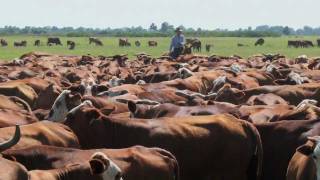 Florida Family Ranch  Ranching RoundUp Americas Heartland [upl. by Cann]