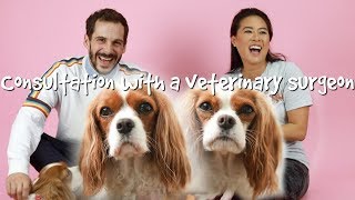 MOST COMMON SURGERY QUESTIONS AND HEALTH ISSUES IN CAVALIERS [upl. by Kallick]