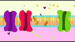 AP1 BIOCHEMISTRY PROTEINS OF THE CELL MEMBRANE [upl. by Eteragram]