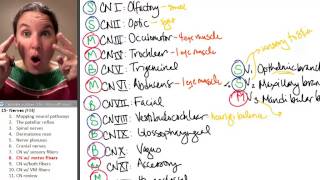 Nerves 8 Somatic Motor Cranial Nerves [upl. by Coheman]