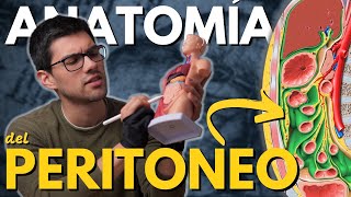 Te Explico el Organo Más ENREDADO del Cuerpo Humano  El Peritoneo [upl. by Thorrlow]