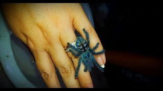 Sling Care Avicularia Caribena versicolor care by the Deadly Tarantula Girl [upl. by Aetnahs]