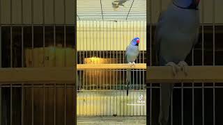 Blue ringneck parrot 🦜 viralvideo tarding viral birdspalaceofficial birds birdsmarket [upl. by Nilhtac753]