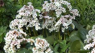 Bergenia Bressingham White [upl. by Datha]