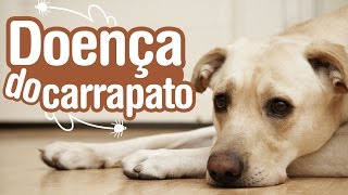 Doença do Carrapato  Sintomas Tratamento e Prevenção [upl. by Rosita]