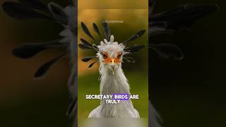 The Killer Queen  Secretary Bird animals shorts [upl. by Riba]