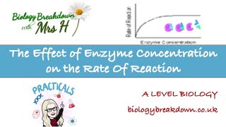 The effect of enzyme concentration on the rate of a reaction [upl. by Lentha]