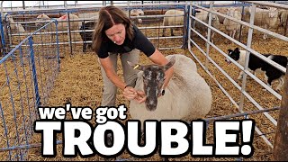 BIG MAMAS in some BIG TROUBLE  Vlog 808 [upl. by Anoli438]