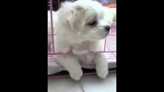 Maltese  Pomeranian Puppy For Adoption  3 Months Baby M [upl. by Sollie665]