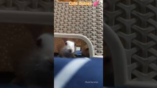 Cute Babies😍 baby bunnies cute rabbit love pets bunny new shorts lovely video cutepet [upl. by Libna763]