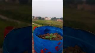 Repotting Chrysanthemumगुलदाऊदीsaplinggrowwithmeseeds floweryoutubeshorts flower nature [upl. by Giacinta]