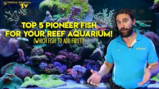 Top 5 Pioneer fish for your Reef Aquarium Which fish to add first [upl. by Felt]