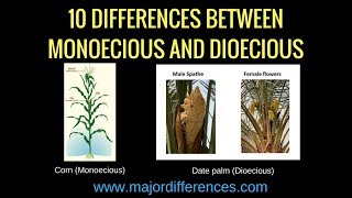 Difference between Bisexual Monoecious and Dioecious 🌺🌽 Plant Science biologyexams4u [upl. by Leinahtam69]