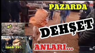 PAZARDA DEHŞET ANLARI  21 KASIM 2024 Çubuk Canlı Hayvan Pazarı  Küçükbaş ve Büyükbaş Fiyatları [upl. by Clere]