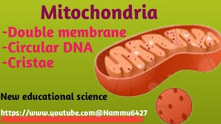 Mitochondria httpswwwyoutobecomNammu6427New educational Science [upl. by Harshman353]