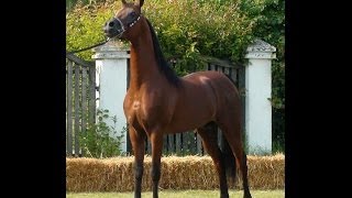 WH KANEKO MS  2006 Arabian stallion 2nd Warsaw Arabian Horse Show quotARABIAPOLSKAquot 2013 [upl. by Alyce]