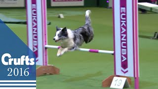 Agility  Championship Final  Crufts 2016 [upl. by Ialokin]