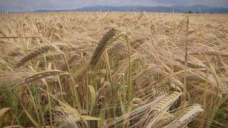 Brauerei Ganter Imagefilm auf alemannisch [upl. by Humfried654]