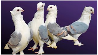 Satinette Fancy Pigeons at Zohel’s Pigeon Loft Mumbai [upl. by Gaidano]