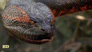 Anaconda Documentary  The Giant Monster  National Geographic Documentary 2020 HD [upl. by Bobbette]