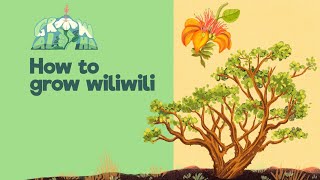 How to grow wiliwili [upl. by Ruel957]