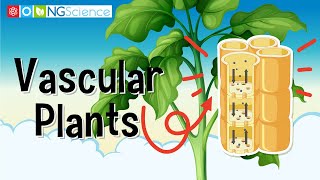 Vascular Plants [upl. by Mackler]