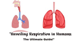 quotUnveiling Respiration in Humans The Ultimate Guidequot [upl. by Yordan]