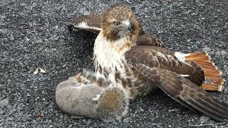 Red tailed hawk with squirrel [upl. by Emelun]