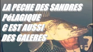 SANDRE PELAGIQUE C EST PAS TOUJOUR FACILE [upl. by Alameda]