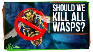 What If We Killed All the Wasps [upl. by Eelytsirk751]