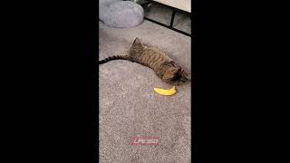 Cat playing with toy banana [upl. by Beverle]