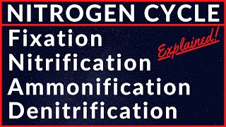 Nitrogen Fixation Nitrification Assimilation Ammonification Nitrogen Cycle  Metabolism of Nitrogen [upl. by Lyall]