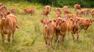 l’élevage de vaches au Sénégal [upl. by Wendelina]