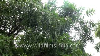 Ayurveda medicinal herb  Wrightia tinctoria plant [upl. by Gem]