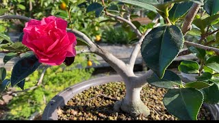 My Camellia Bonsai Flowering Plus Meyer Lemon amp Maple Bonsai BoneDry Bonsai [upl. by Gabrielle954]