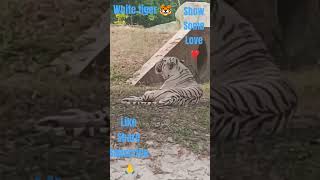 White tiger 🐯tigeranimals bigcatwildlifeviralvideo youtubeshortsfeature shortsvideotigerking [upl. by Jer]