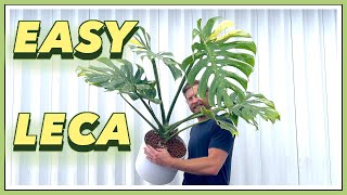 5 YEAR Old Thai Constellation Monstera to LECA Perlite  EASY SEMI HYDRO [upl. by Lenz]