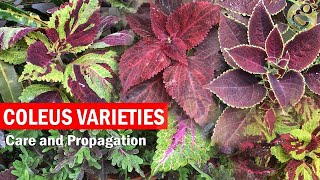 How to grow Coleus Plant Care and How to Propagate from Cuttings  Coleus cuttings  English [upl. by Eneladgam]