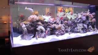 600 Gallon Reef  Tank It Easy [upl. by Ardnasyl]