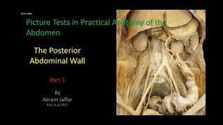 Picture Tests in Anatomy  Abdomen  Posterior Wall 1 [upl. by Nosnibor54]