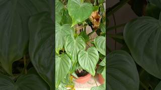 Philodendron Heartleaf Plant🪴 shorts philodendron heart song ytshorts trending garden yt [upl. by Huan]