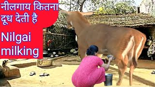 How Much Milk Gives Nilgai milking nilgai [upl. by Heda]