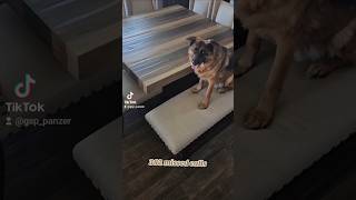 382 missed calls German Shepherd GSD 🙃🥺🐶jokes new shorts ytshorts viral viralshorts [upl. by Arni]