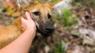 Feeding the rescued Maned Wolves Chrysocyon brachyurus [upl. by Maurey]